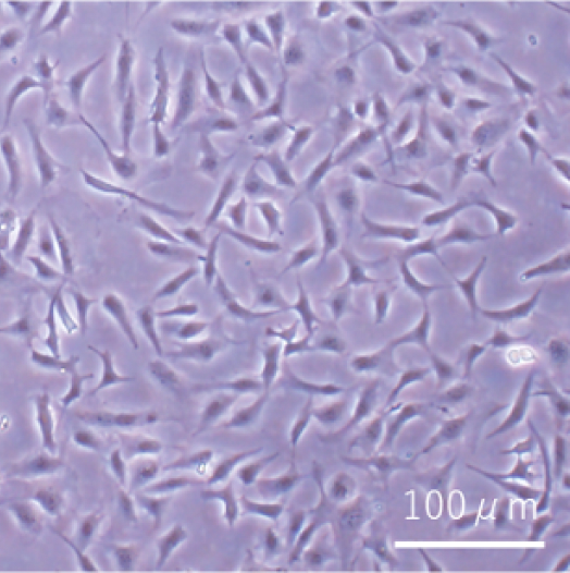 ヒト骨髄由来間葉系幹細胞の写真