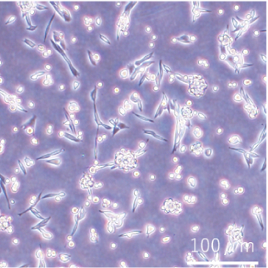 CHO-S細胞の写真
